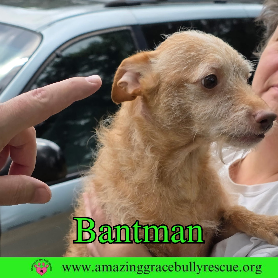 Bantam