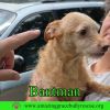 Bantam photo 2