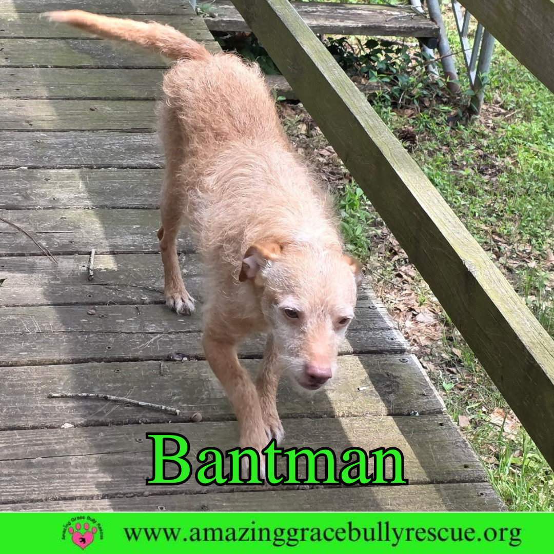 Bantam