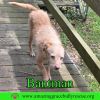 Bantam photo 3