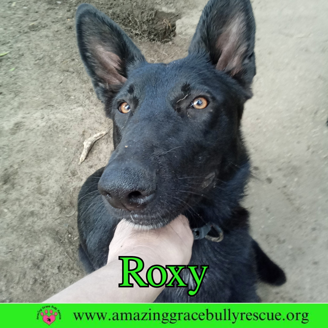 Rocksie (Rockin Ranera)