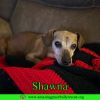 Shawna photo 2