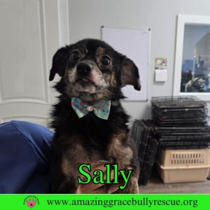 Sally, Adult Female Chihuahua