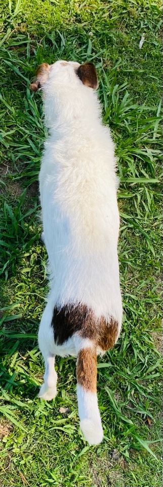 Spot