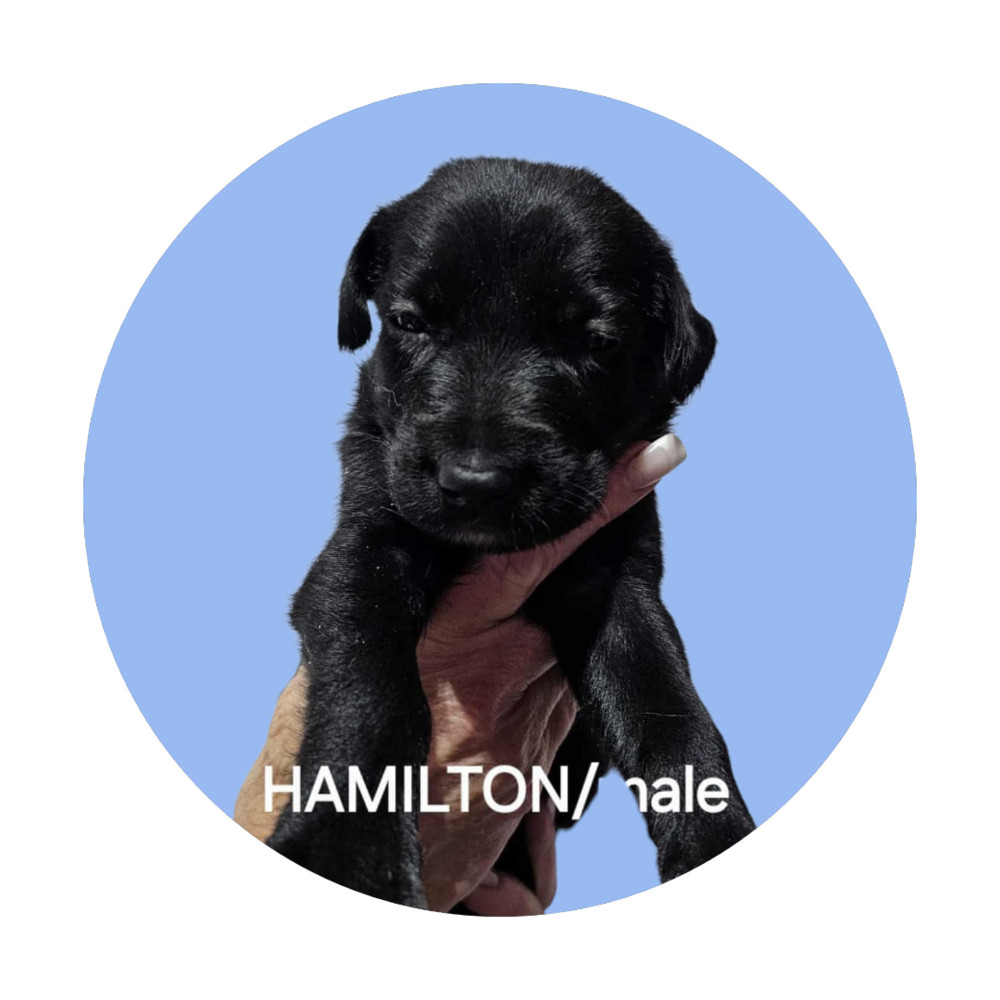 Hamilton