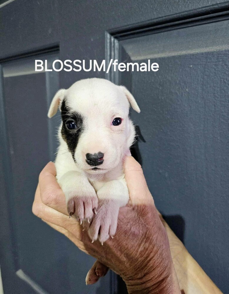 Blossom