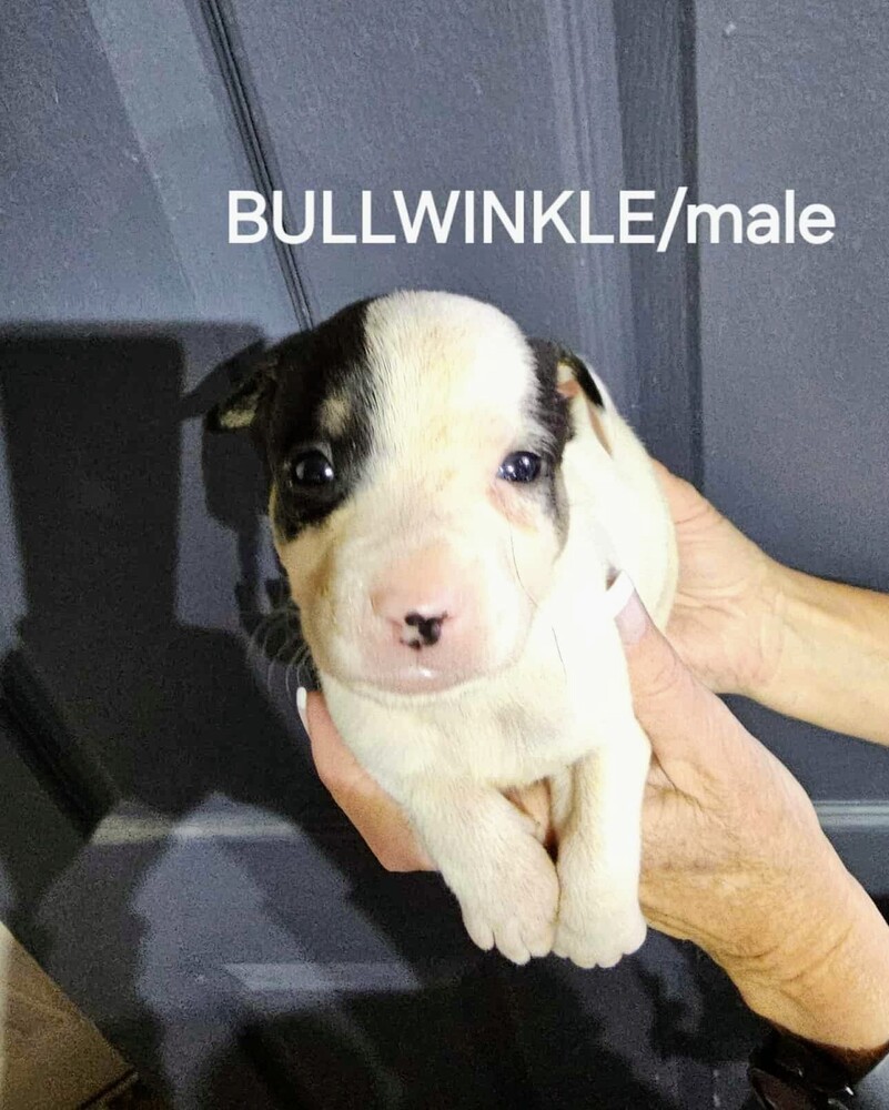 Bullwinkle
