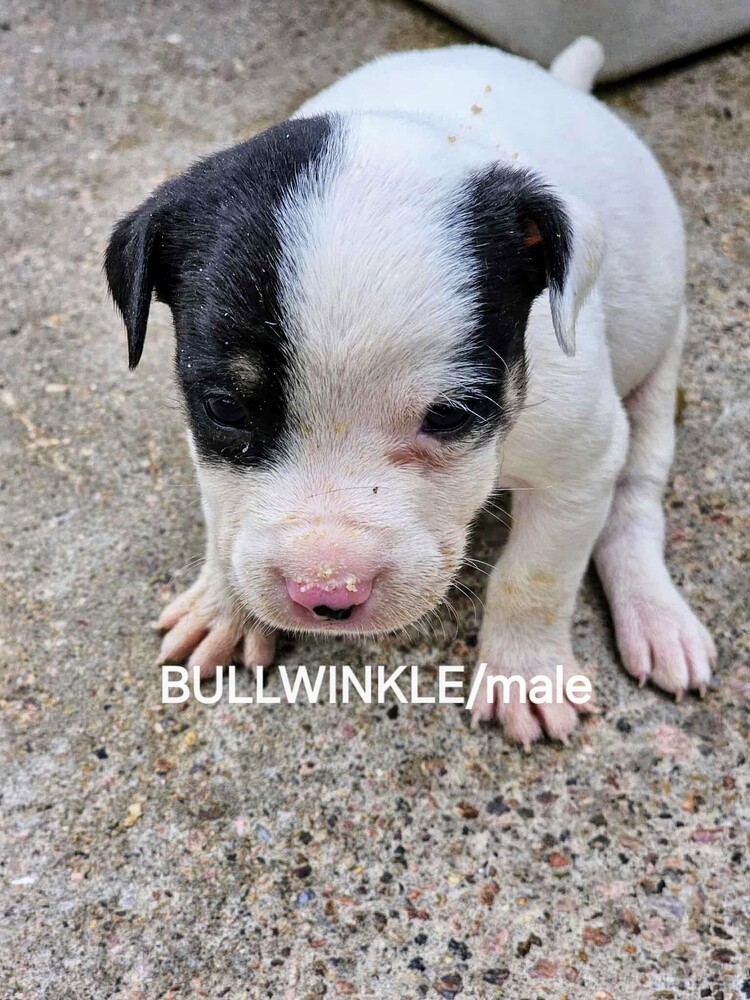 Bullwinkle