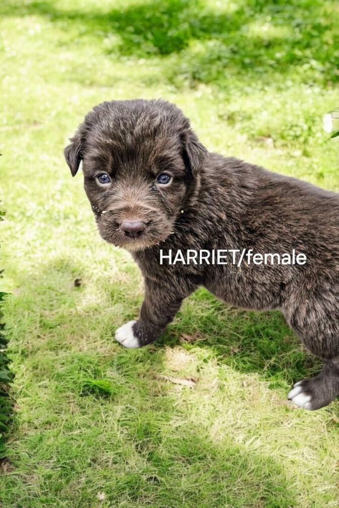 Harriet