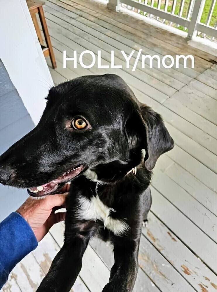 Hallie