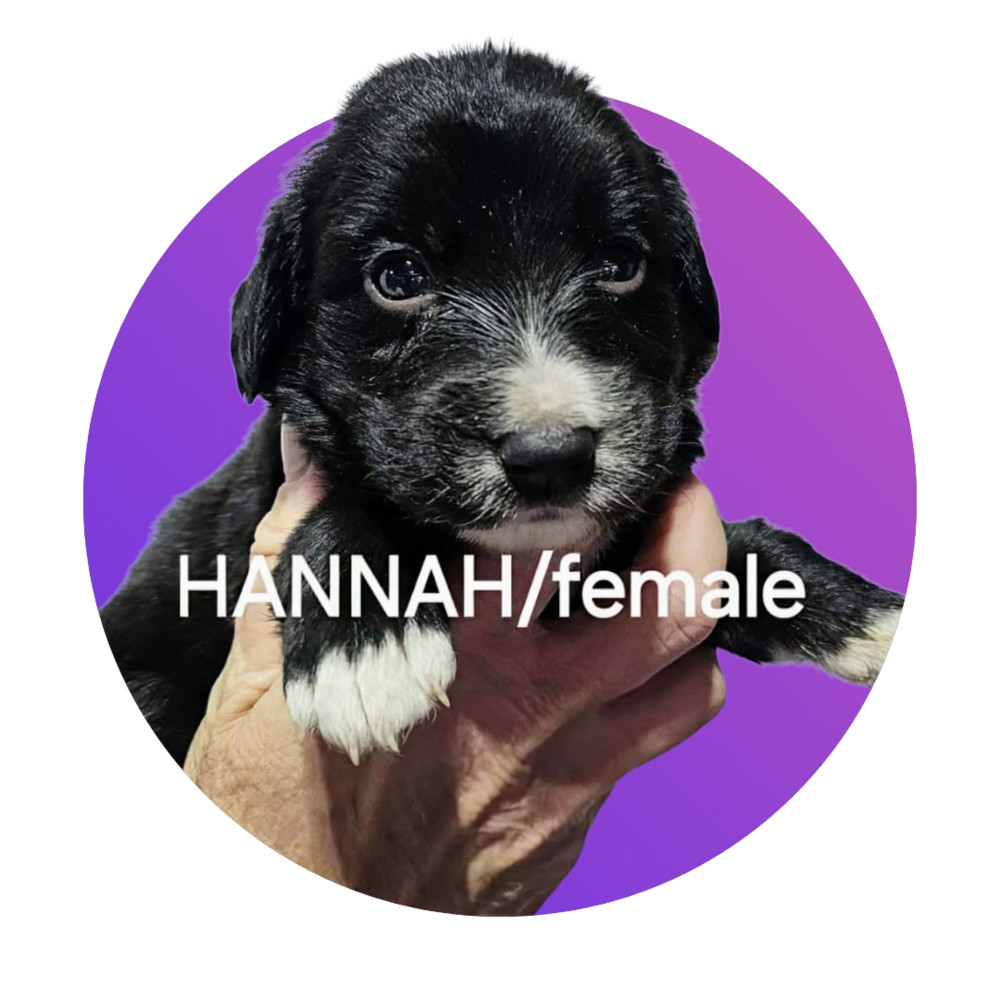 Hannah