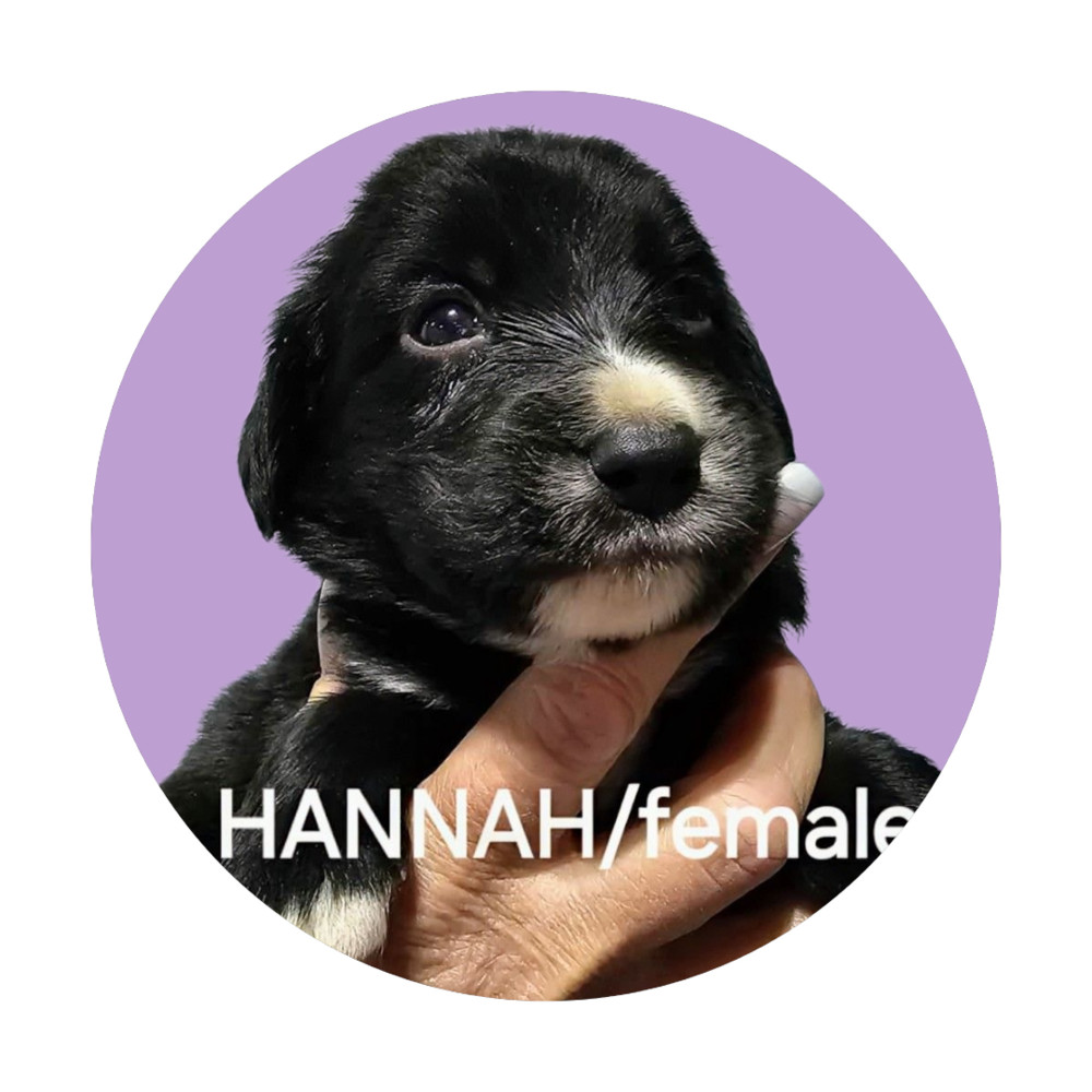 Hannah