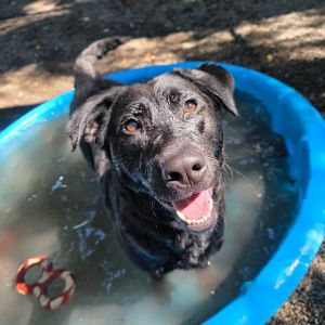 Wynona, Adult Female Chesapeake Bay Retriever