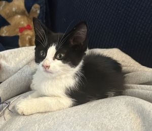Ariel C Seago, Baby Female Tuxedo