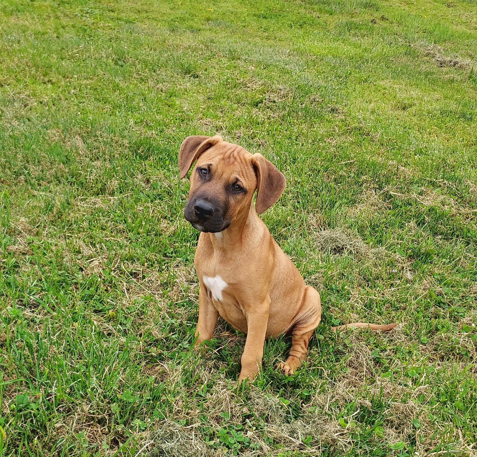 Boxer Mix Puppies M