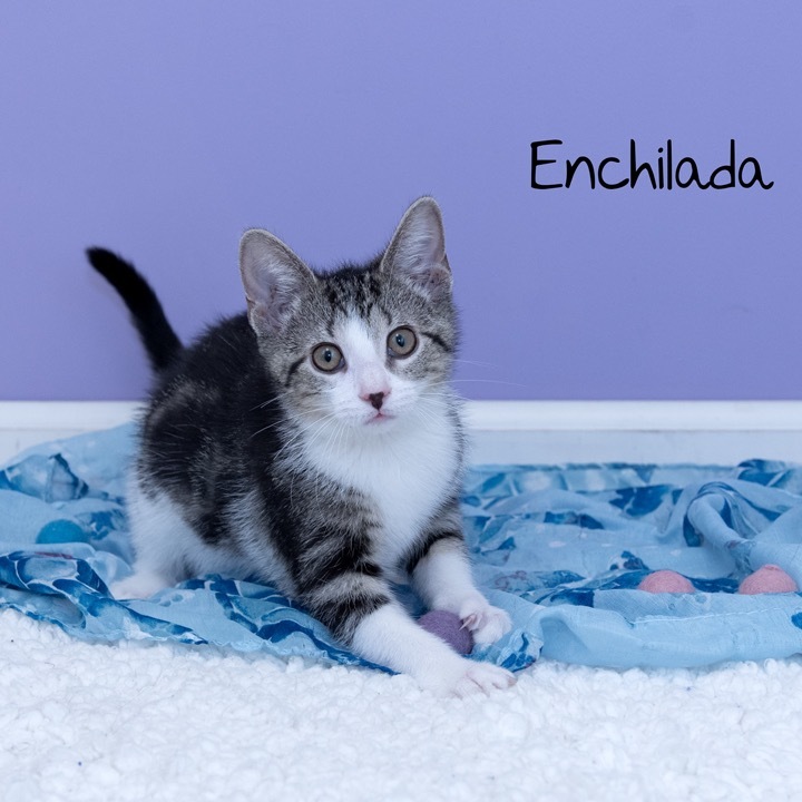 Enchilada