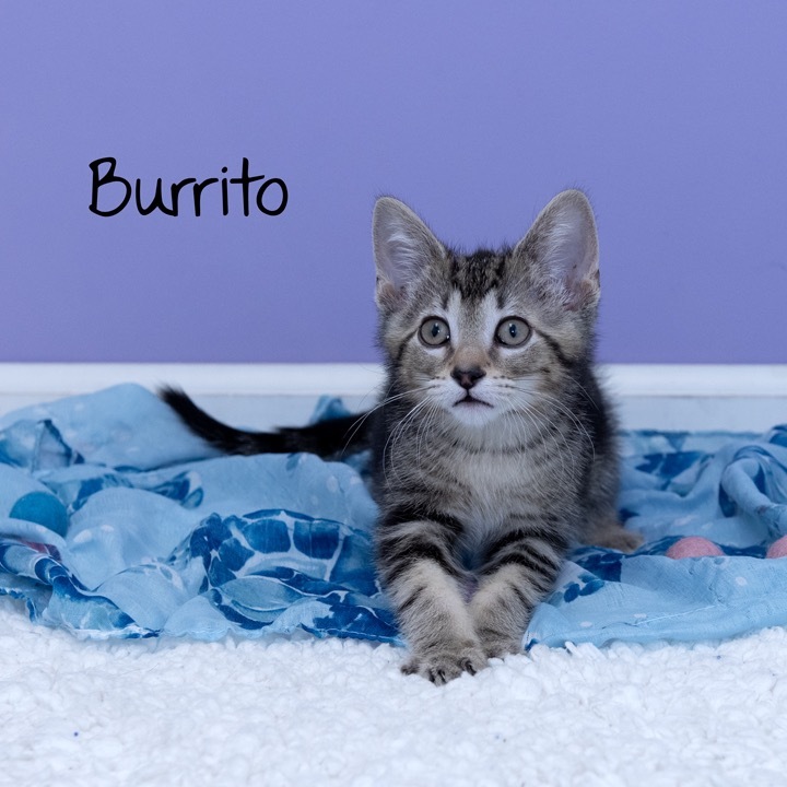 Burrito