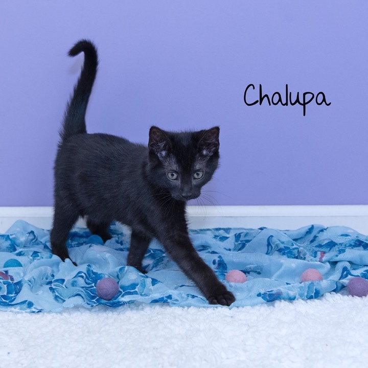 Chalupa