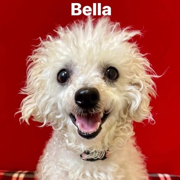 Bella