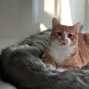 Clyde, Adult Male Domestic Short Hair