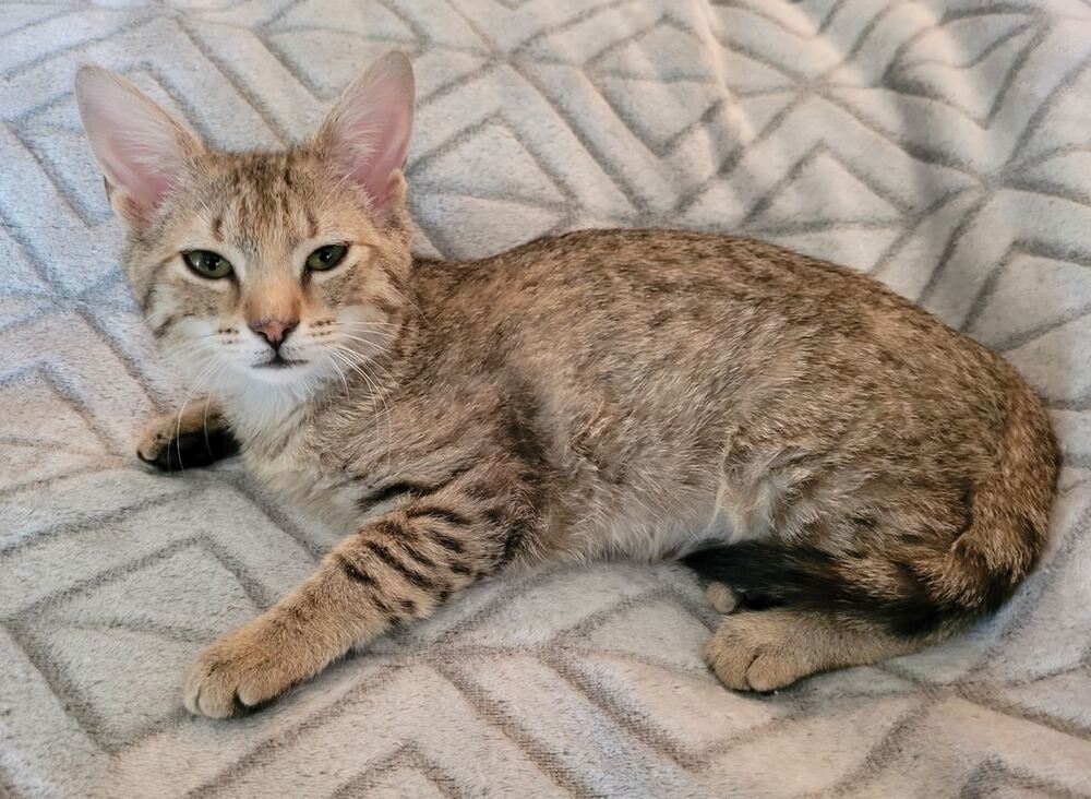 Bella