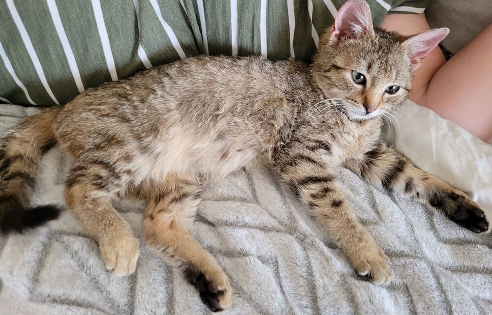 Bella