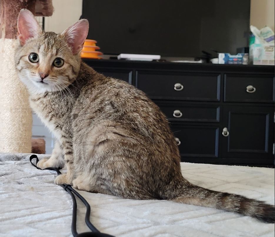 Bella
