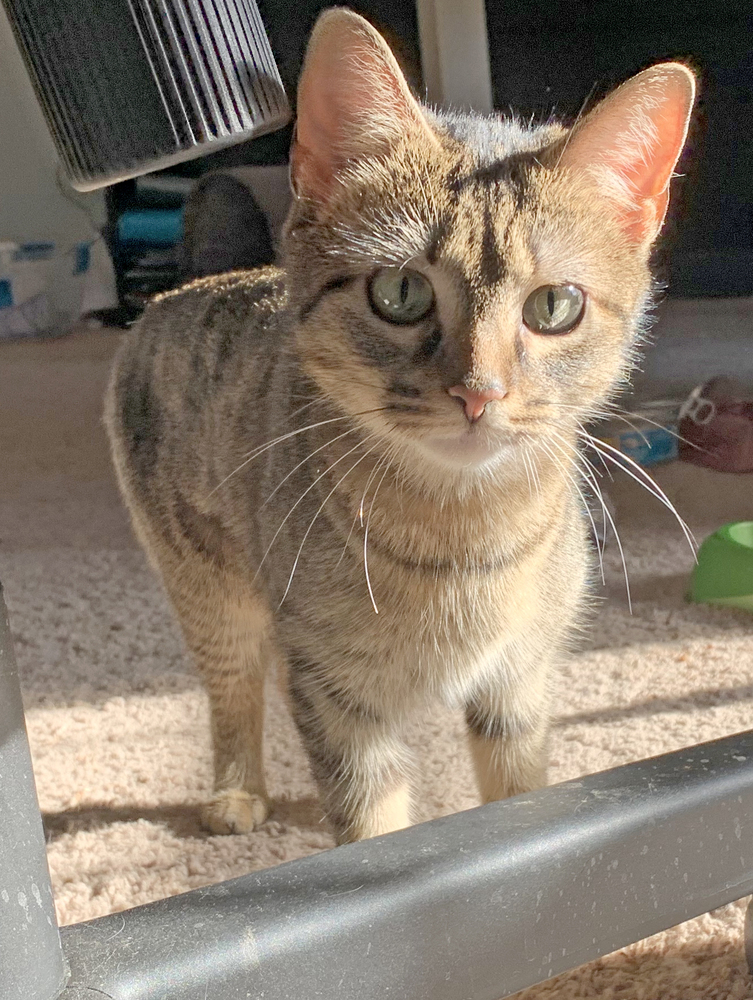 Ly-Ly, an adoptable Tabby, Abyssinian in Easley, SC, 29642 | Photo Image 1