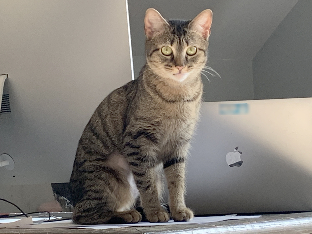 Ly-Ly, an adoptable Tabby, Abyssinian in Easley, SC, 29642 | Photo Image 2