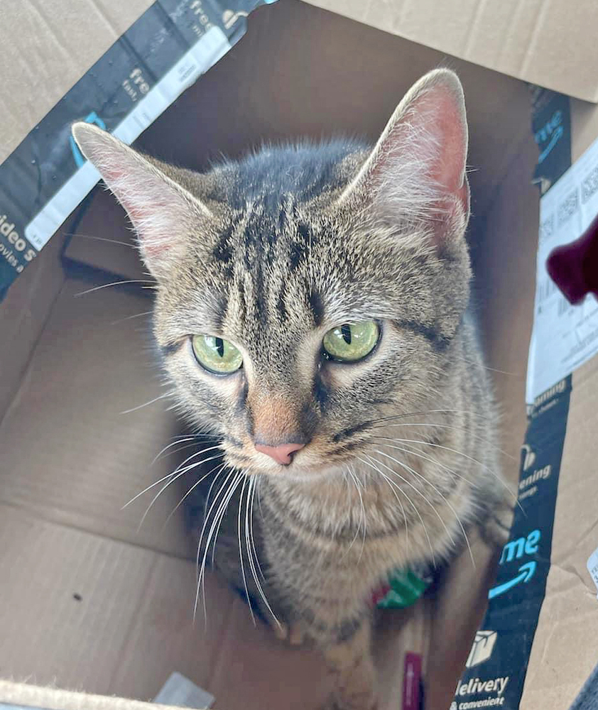 Ly-Ly, an adoptable Tabby, Abyssinian in Easley, SC, 29642 | Photo Image 3