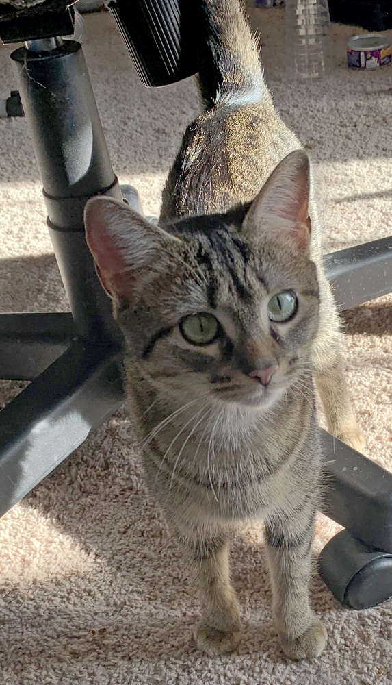 Ly-Ly, an adoptable Tabby, Abyssinian in Easley, SC, 29642 | Photo Image 4