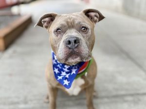 Thor Blues Mixed Breed Dog