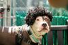Miss Buttercup photo 1
