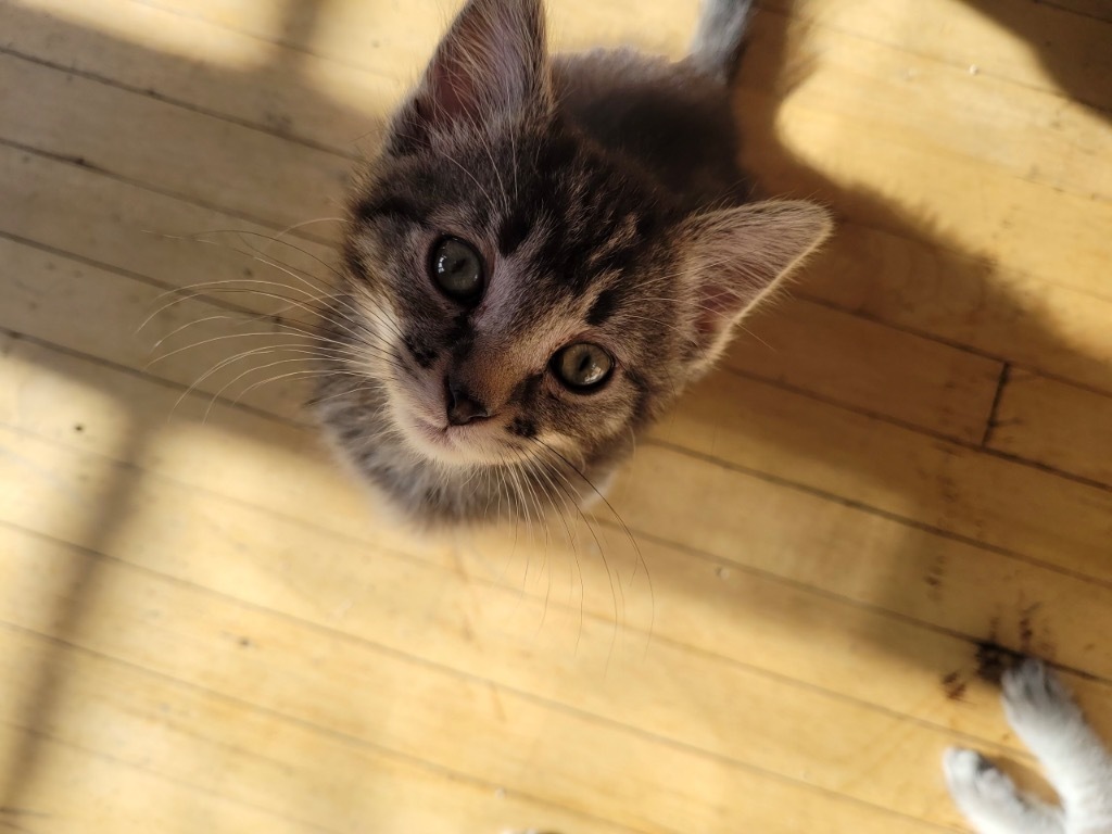 Milky Way, an adoptable Domestic Short Hair in Cloquet, MN, 55720 | Photo Image 2