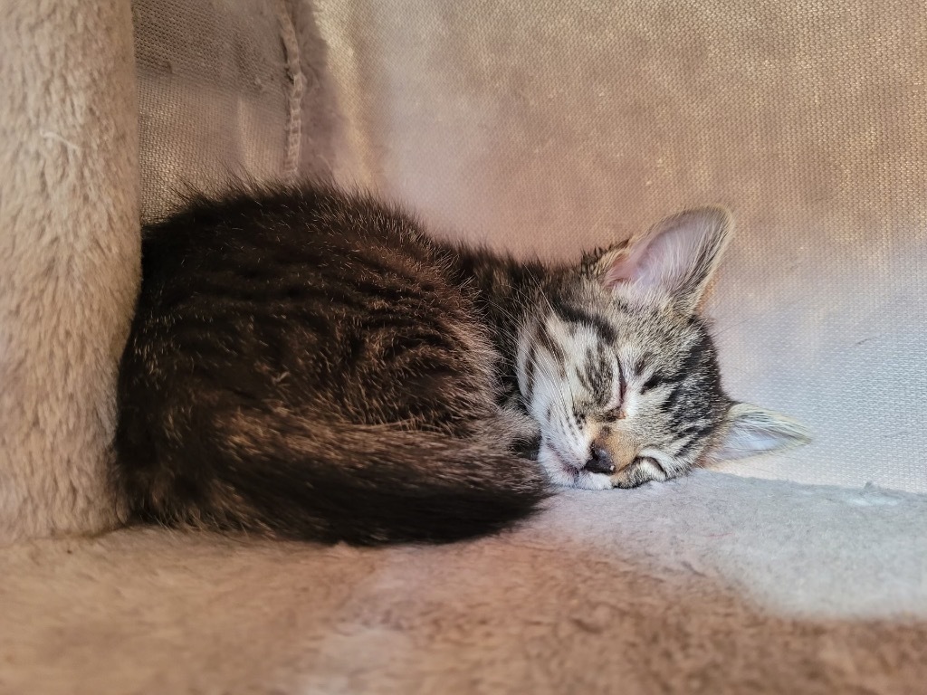 Milky Way, an adoptable Domestic Short Hair in Cloquet, MN, 55720 | Photo Image 3