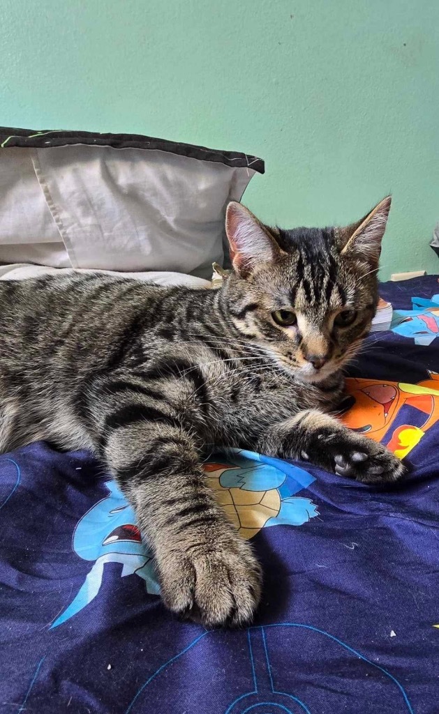 Orion, an adoptable Domestic Short Hair in Cloquet, MN, 55720 | Photo Image 1