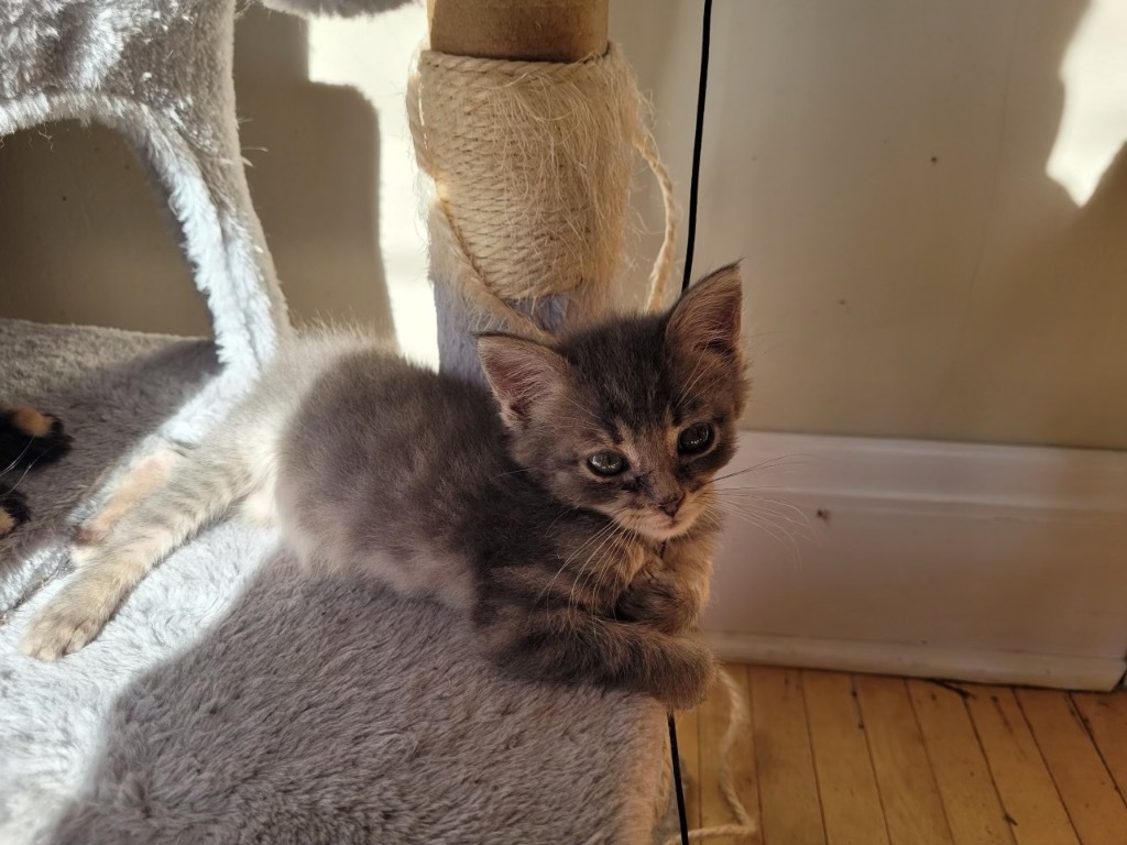 Orion, an adoptable Domestic Short Hair in Cloquet, MN, 55720 | Photo Image 2