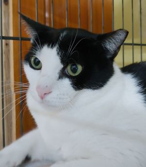 Jerry, Adult Male Domestic Short Hair