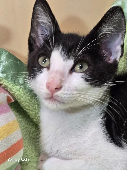 Oreo
