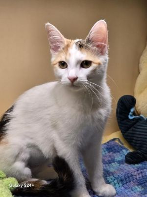 Valentina, Young Female Calico