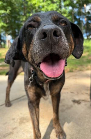 Please contact ADOPTION adoptdoggieharmonyorg for more information about this petEasy going com