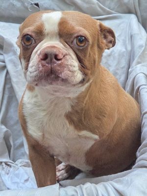 Please contact ADOPTION adoptdoggieharmonyorg for more information about this pet This poor gir