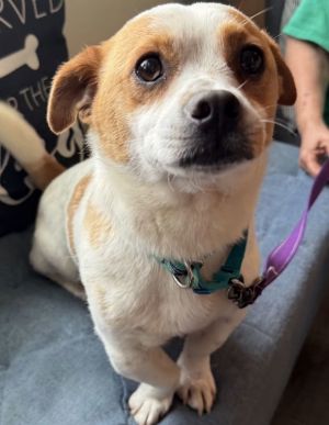 Jax *Adoption Pending*, Young Male Corgi