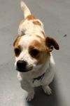 Jax *Adoption Pending* photo 2