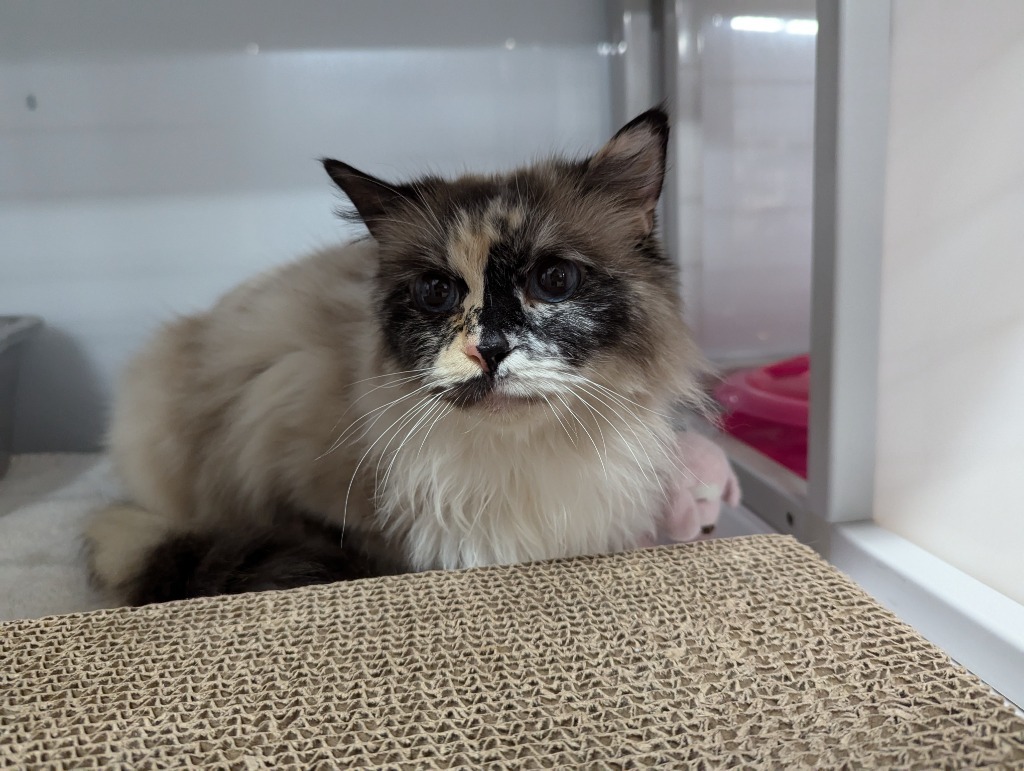 Penelope, an adoptable Ragdoll in Raleigh, NC, 27616 | Photo Image 1