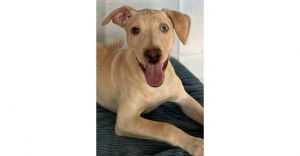 You can fill out an adoption application online on our official websiteJacob Needs a Home-Could It 