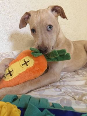 Jacob (GA) Labrador Retriever Dog