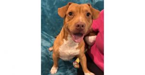 You can fill out an adoption application online on our official websiteMeet Aspen Your New Best Fr