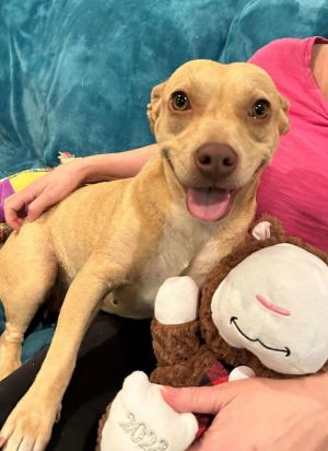 You can fill out an adoption application online on our official websiteMeet Ash A Little Dog with 