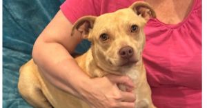 You can fill out an adoption application online on our official websiteMeet Ash A Little Dog with 